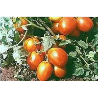 Семена томата Лагидный на вес