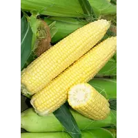 Семена кукурузы сахарной Деликатесная на вес