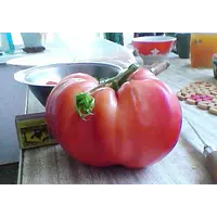 семена томата Розовый великан на вес