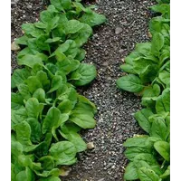 Семена шпината огородного на вес